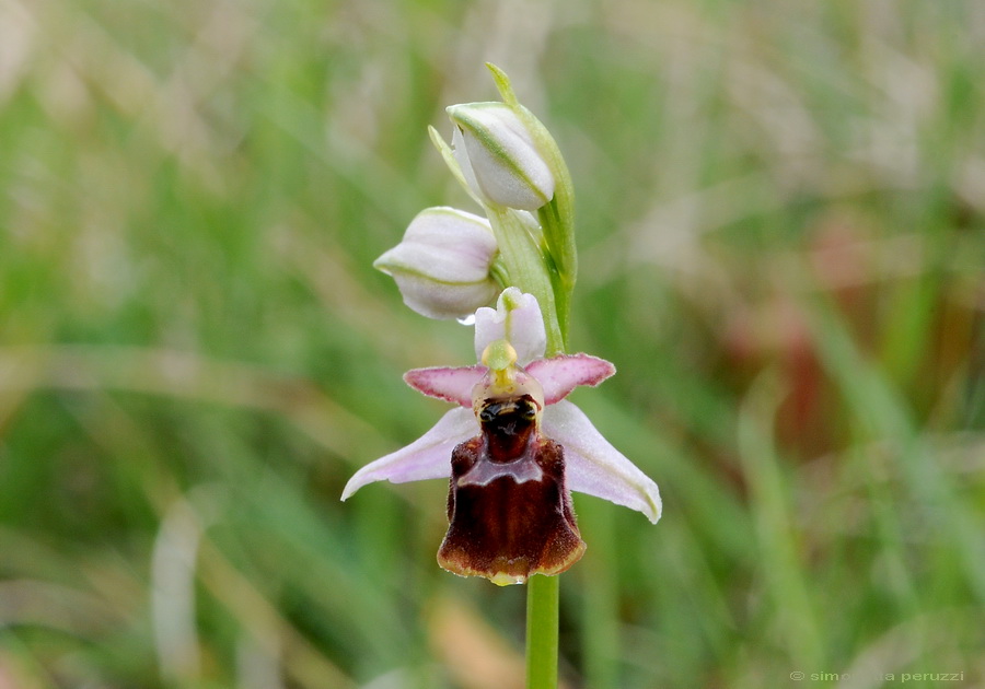 Orchidee del Chianti - Ophrys sphegodes e altre...